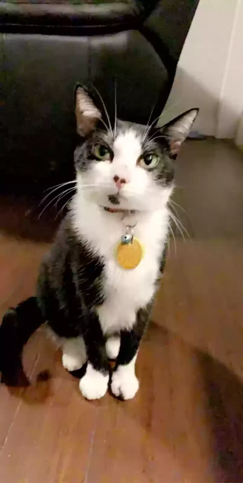 Lost cat in Sanford, FL, 32771