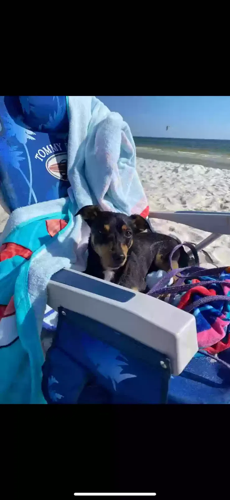 Lost dog in Ringgold, GA, 30736