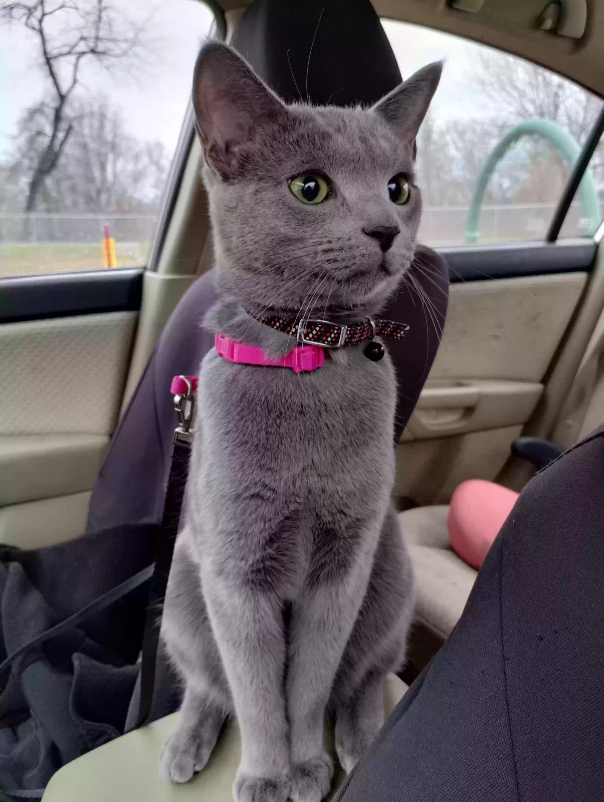 Lost cat in Birdsboro, PA, 19508