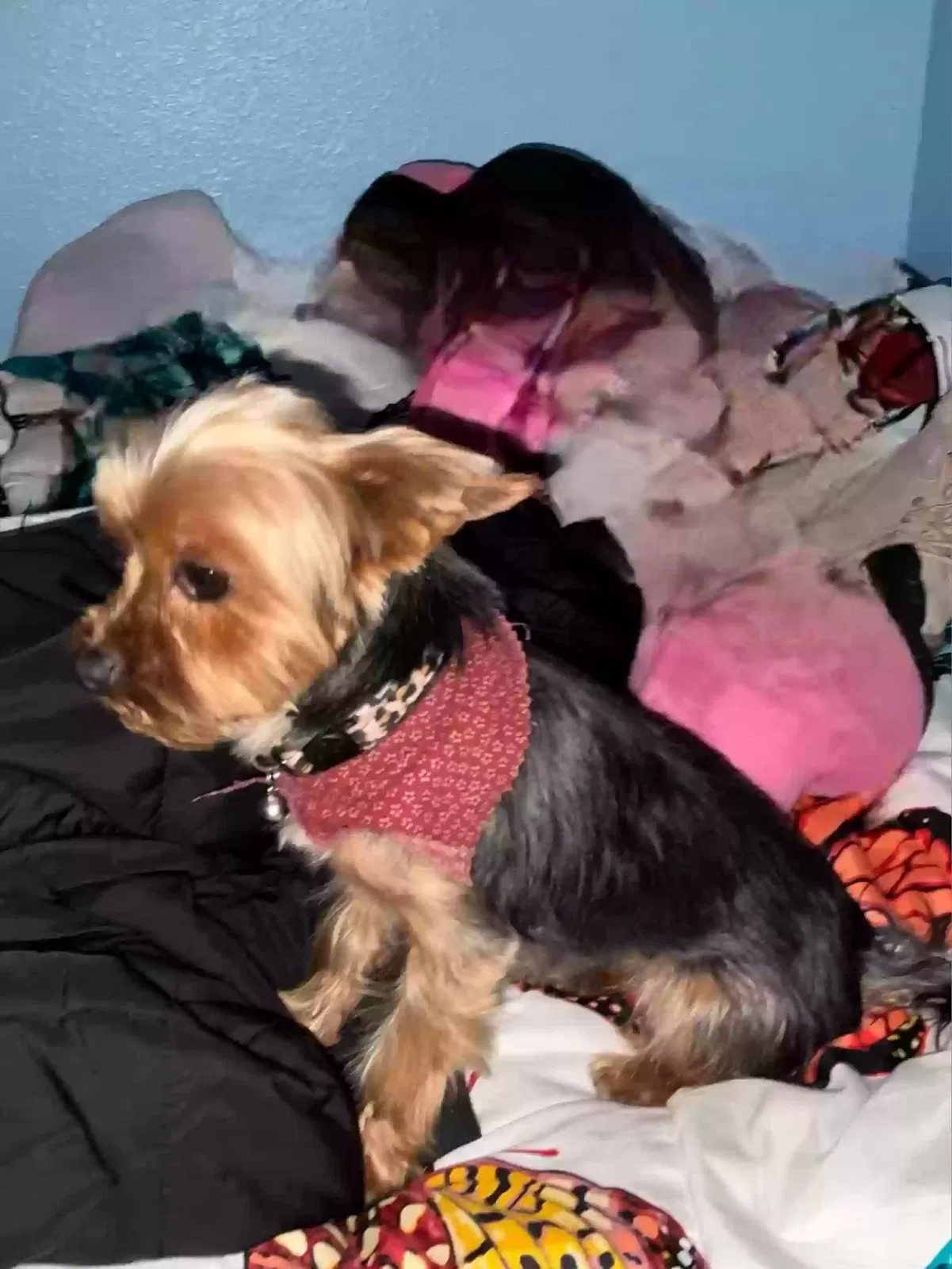 Lost dog in Wichita, KS, 67214