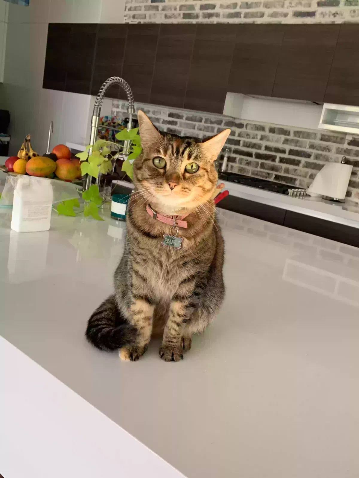 Lost cat in Sugar Land, TX, 77478