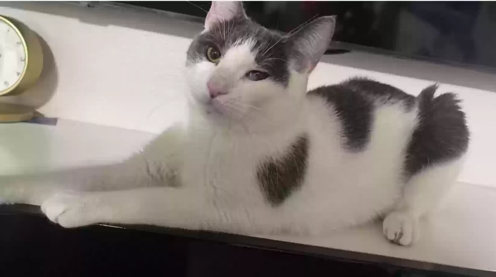 Lost cat in Bronx, NY, 10460