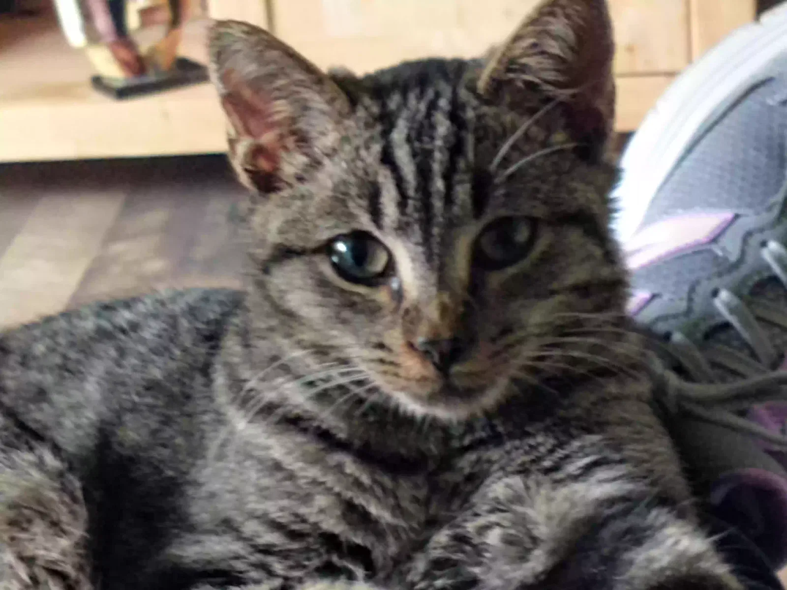 Lost cat in Erie, PA, 16508