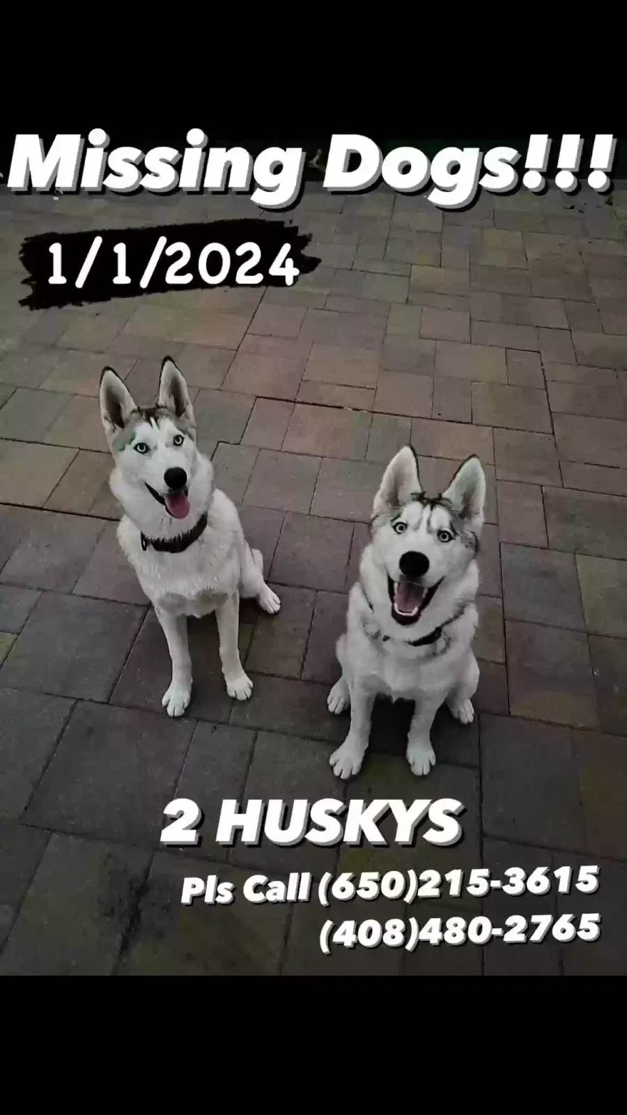 Lost dog in Menlo Park, CA, 94025