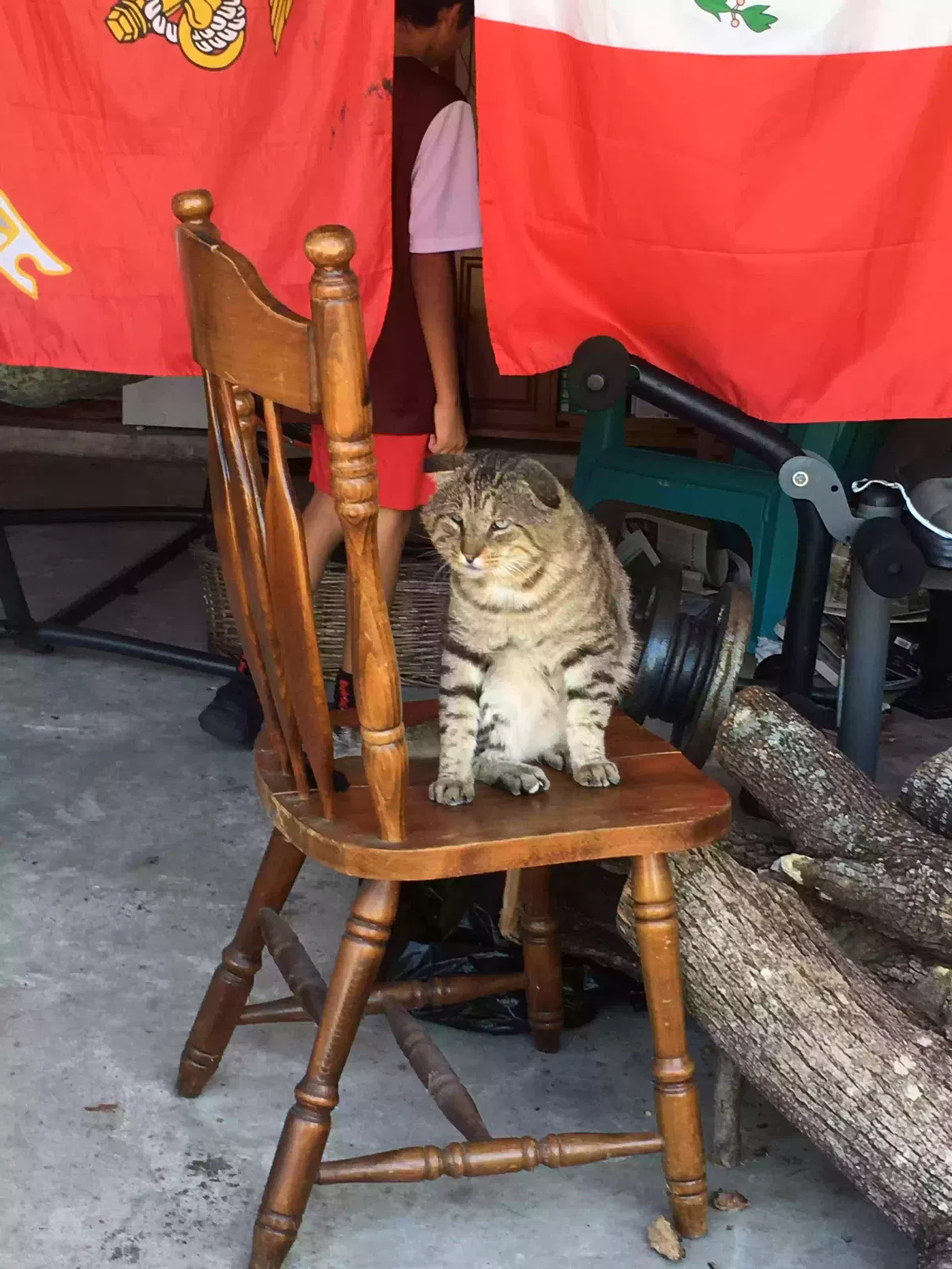 Lost cat in Humble, TX, 77396