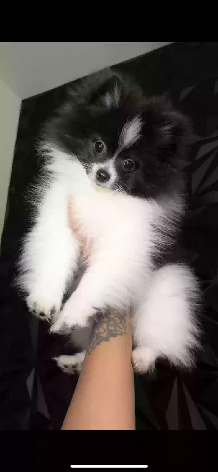 Lost dog in Kansas City, MO, 64155