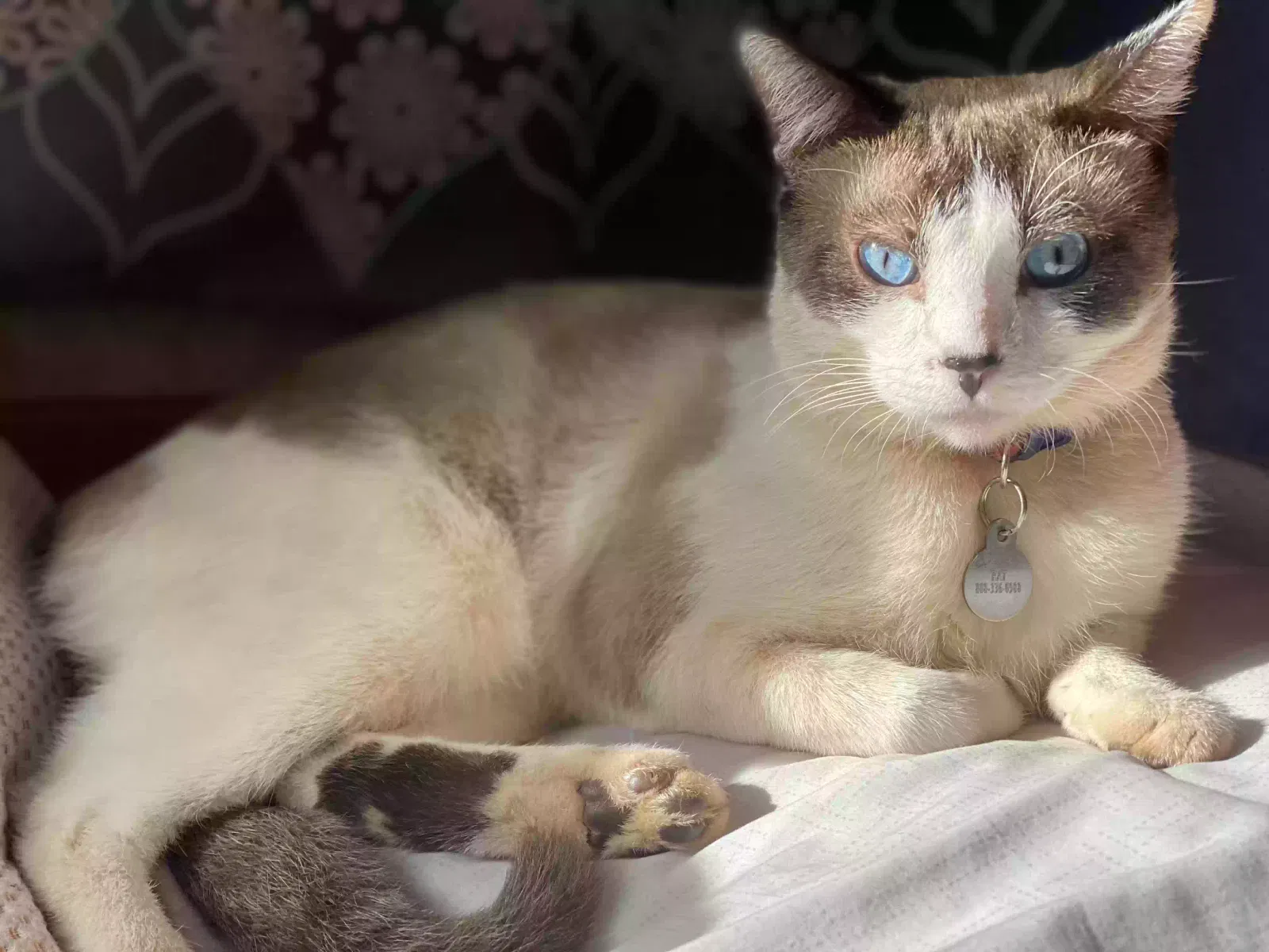 Lost cat in Waipahu, HI, 96797