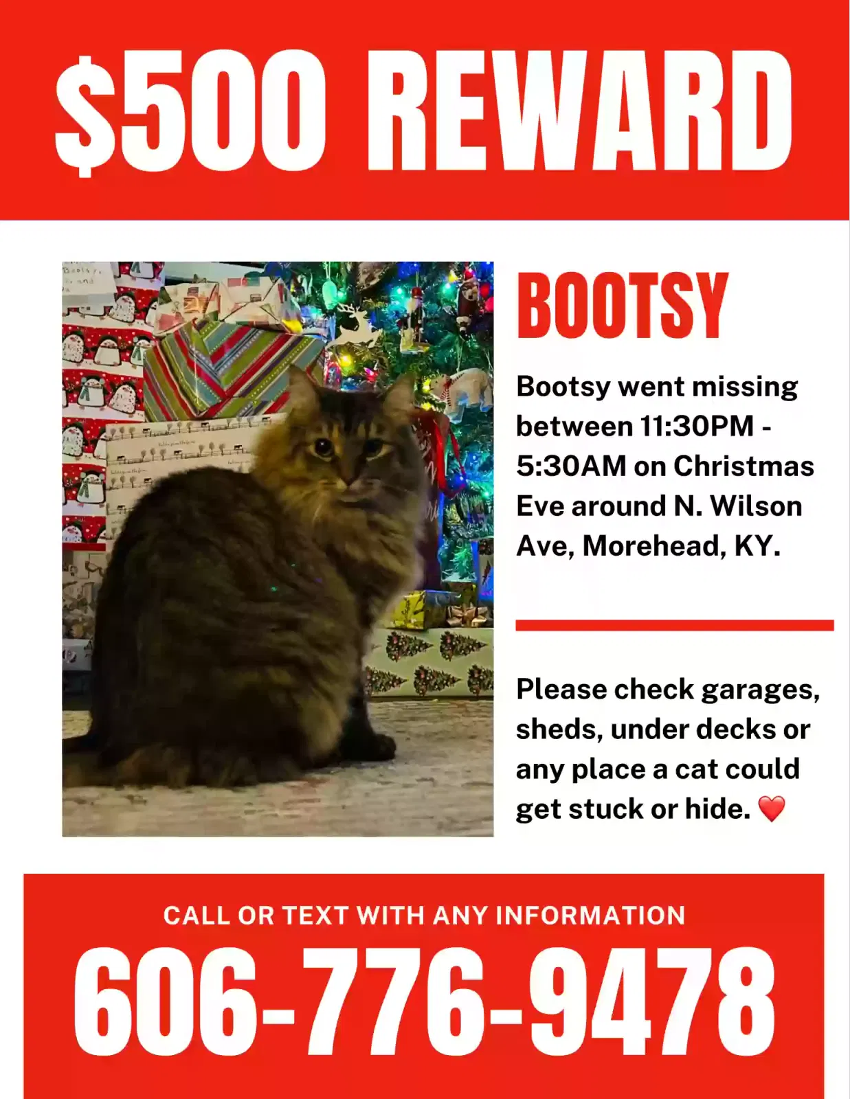 Lost cat in Morehead, KY, 40351