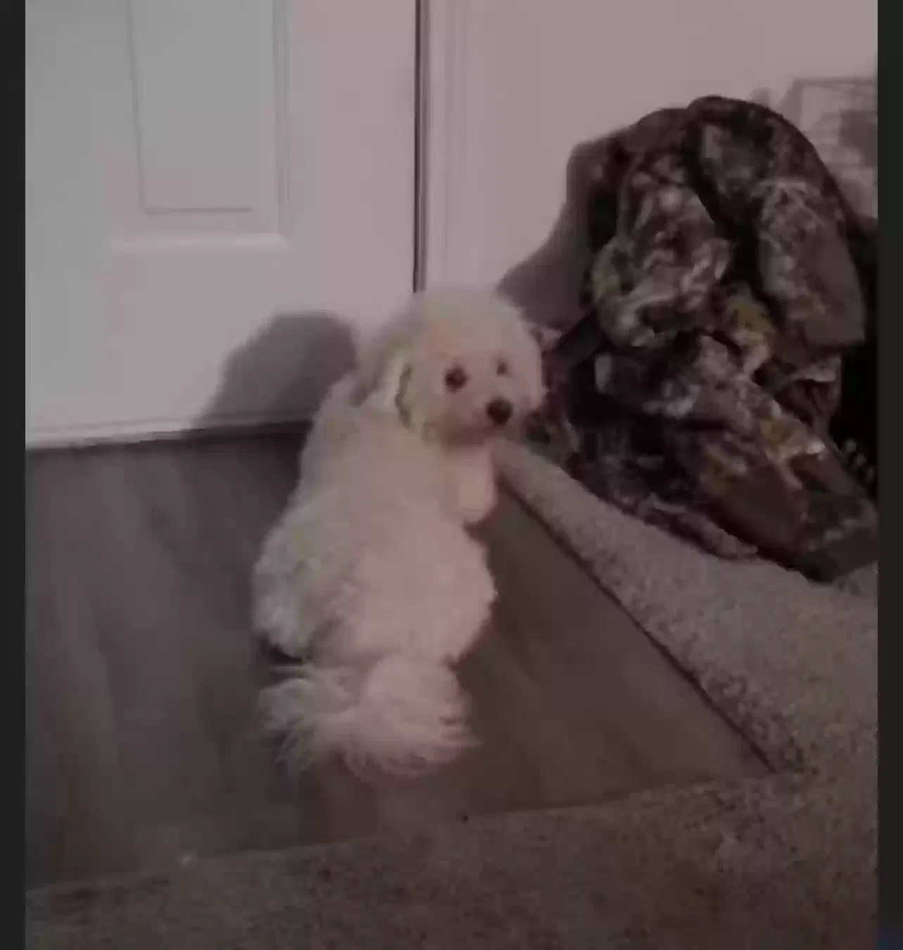 Lost dog in Houston, TX, 77029