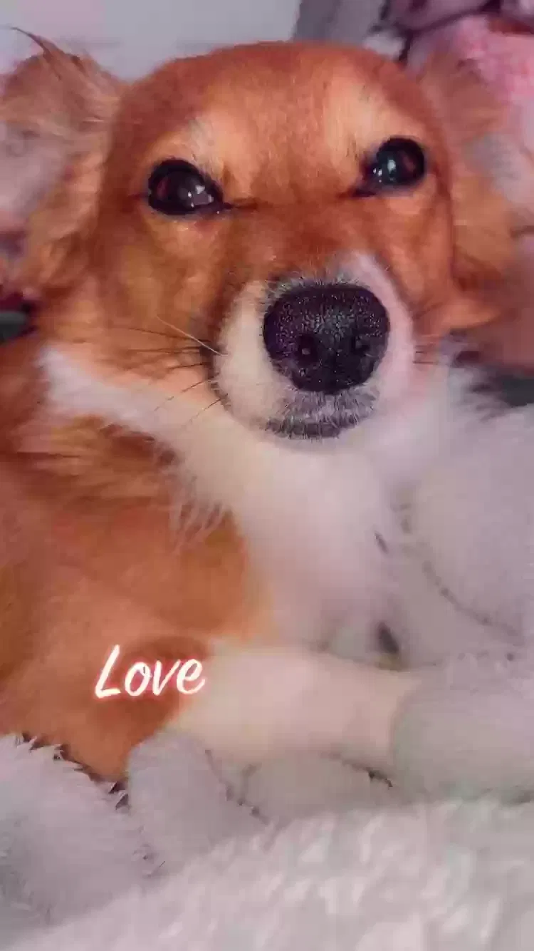 Lost dog in Dalton, GA, 30720