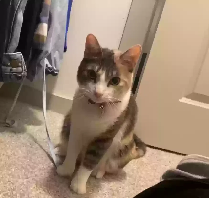 Lost cat in Sachse, TX, 75048