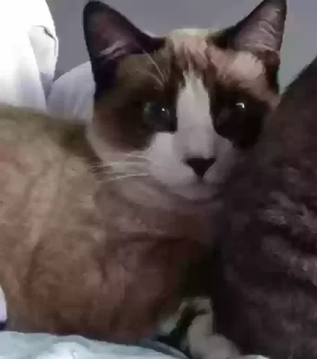 Lost cat in Whittier, CA, 90604