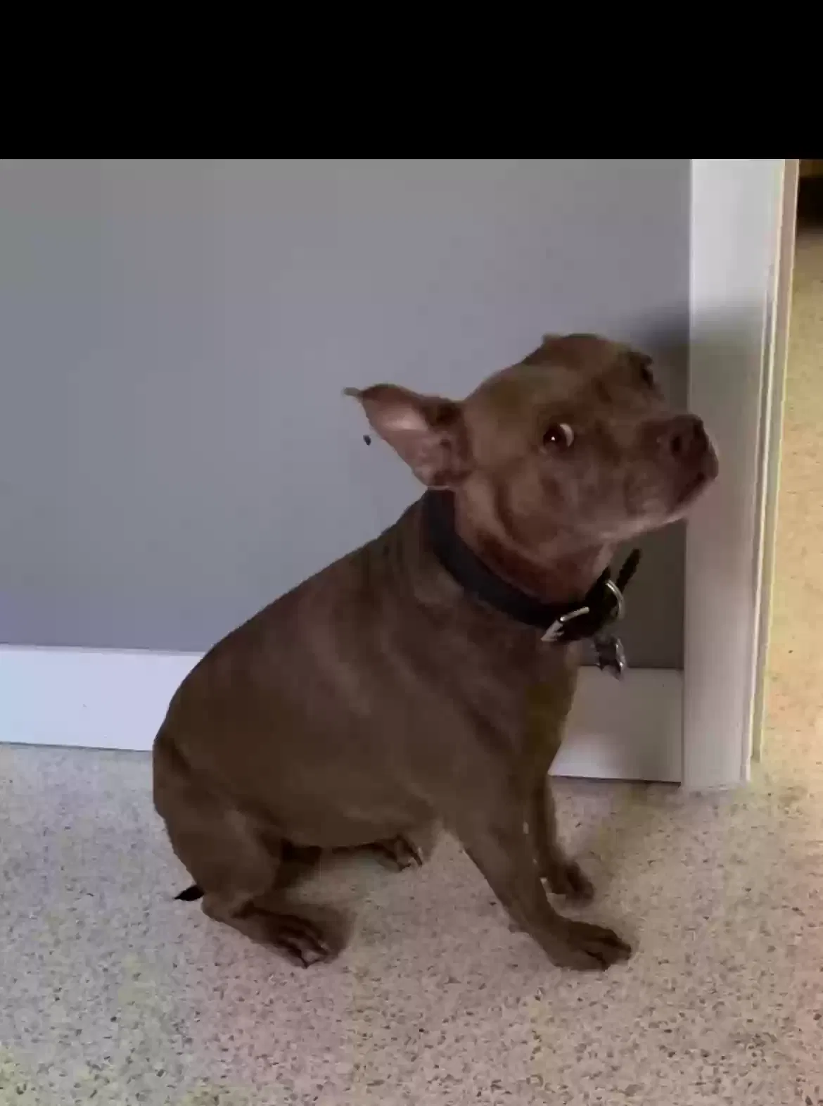Lost dog in Dania, FL, 33004