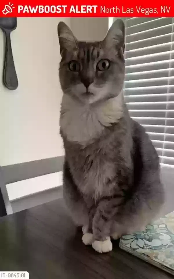 Lost cat in North Las Vegas, NV, 89084