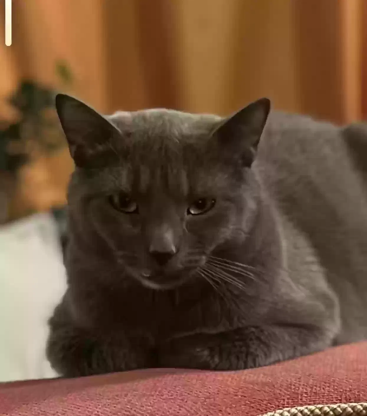 Lost cat in Bronxville, NY, 10708