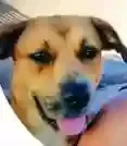 Lost dog in Conroe, TX, 77304