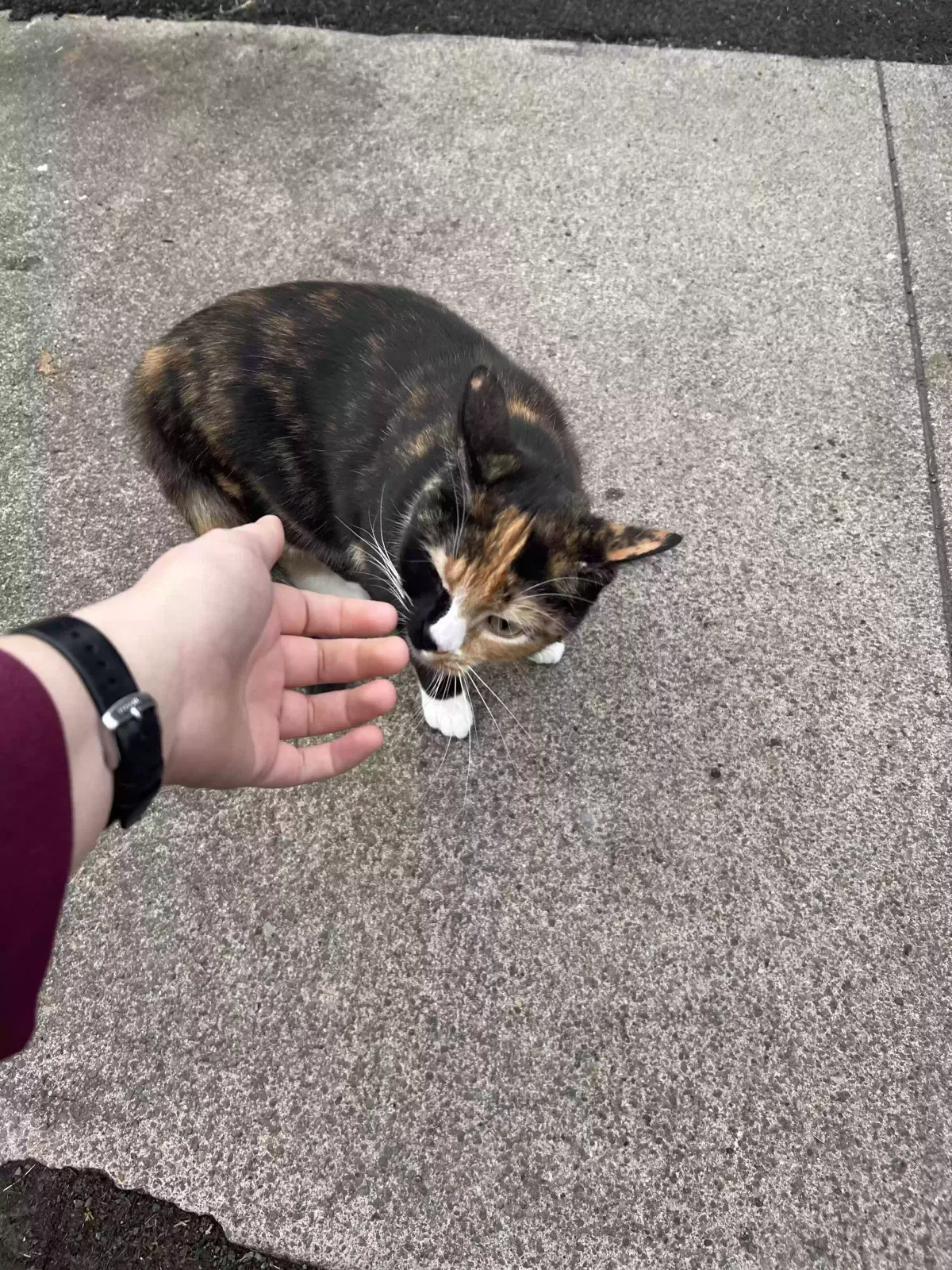 Found cat in Syracuse, NY, 13210