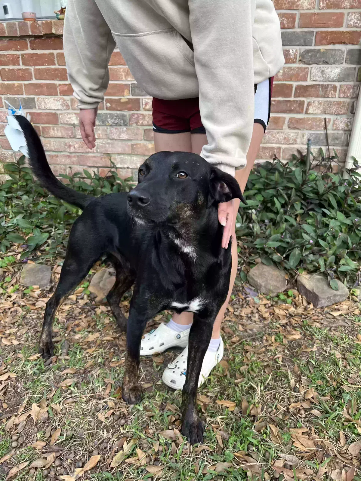 Found dog in Houston, TX, 77090