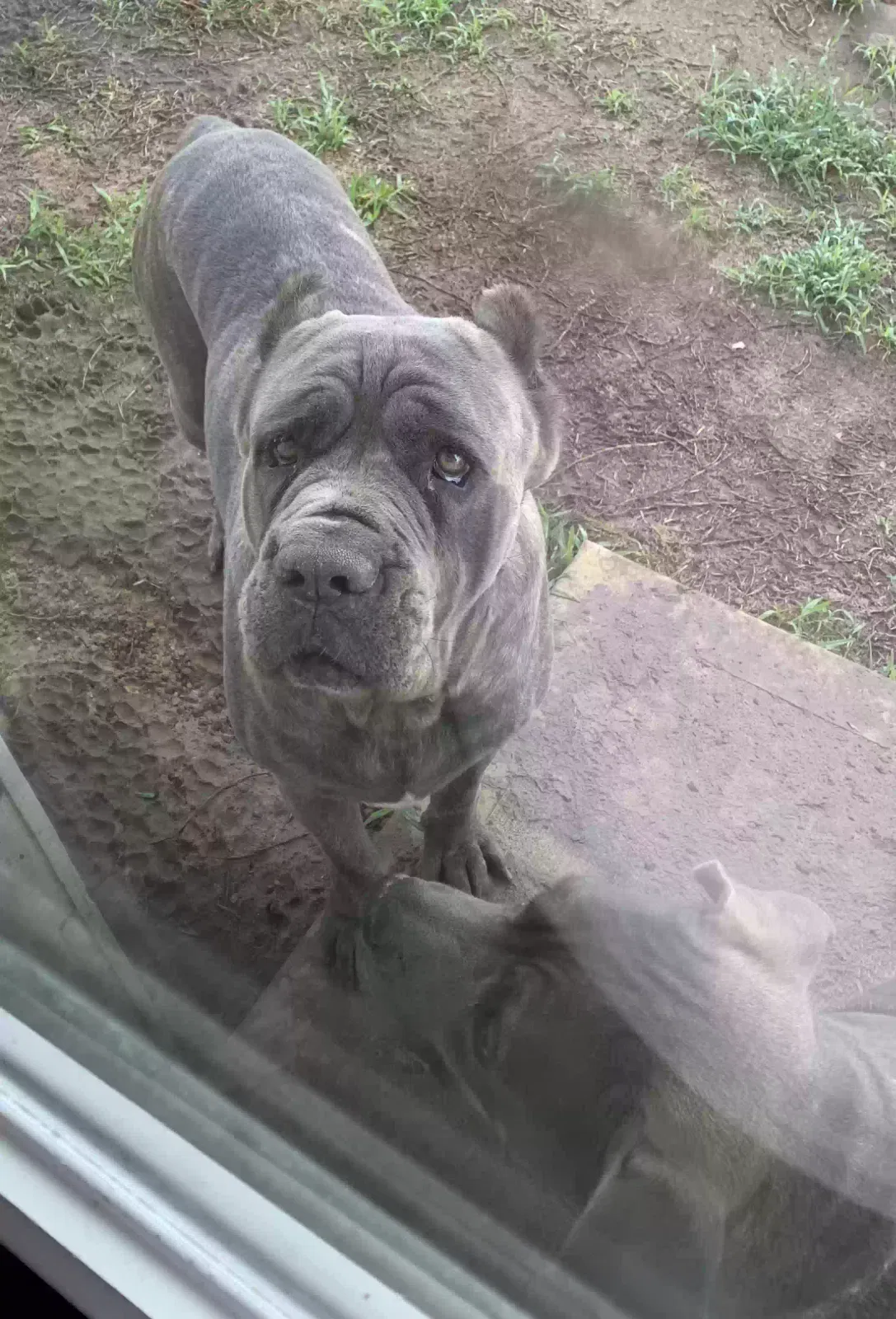 Lost dog in Magnolia, TX, 77354