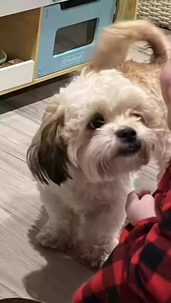 Lost dog in Cleveland, TX, 77328