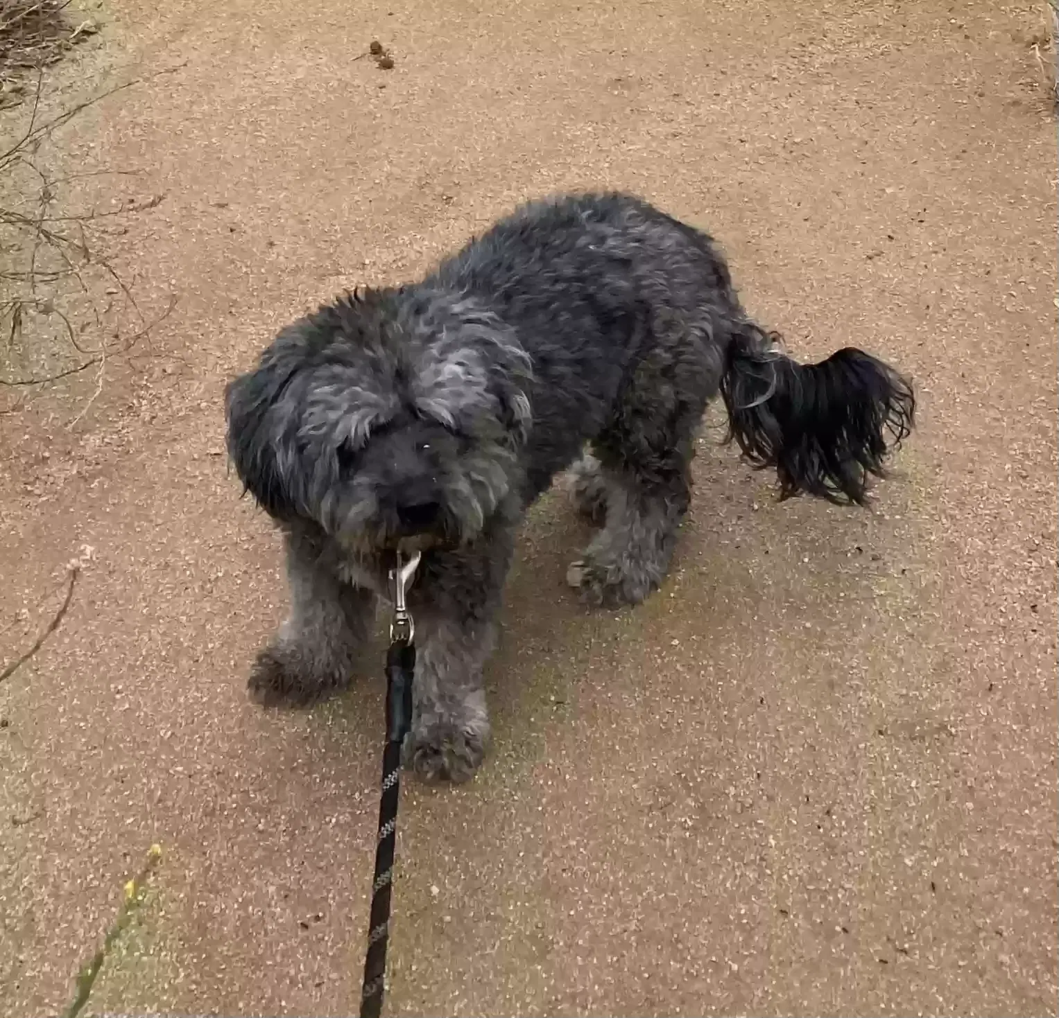 Lost dog in Port Hueneme, CA, 93041