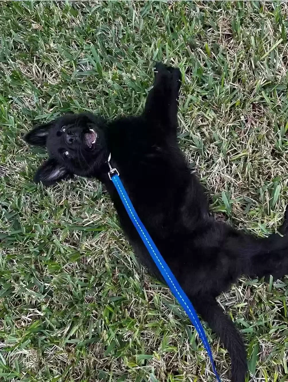 Lost dog in Kissimmee, FL, 34747