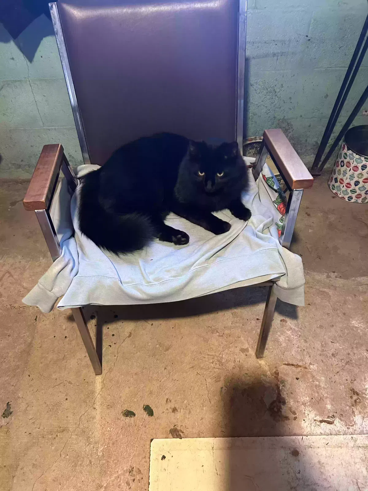 Lost cat in North Royalton, OH, 44133