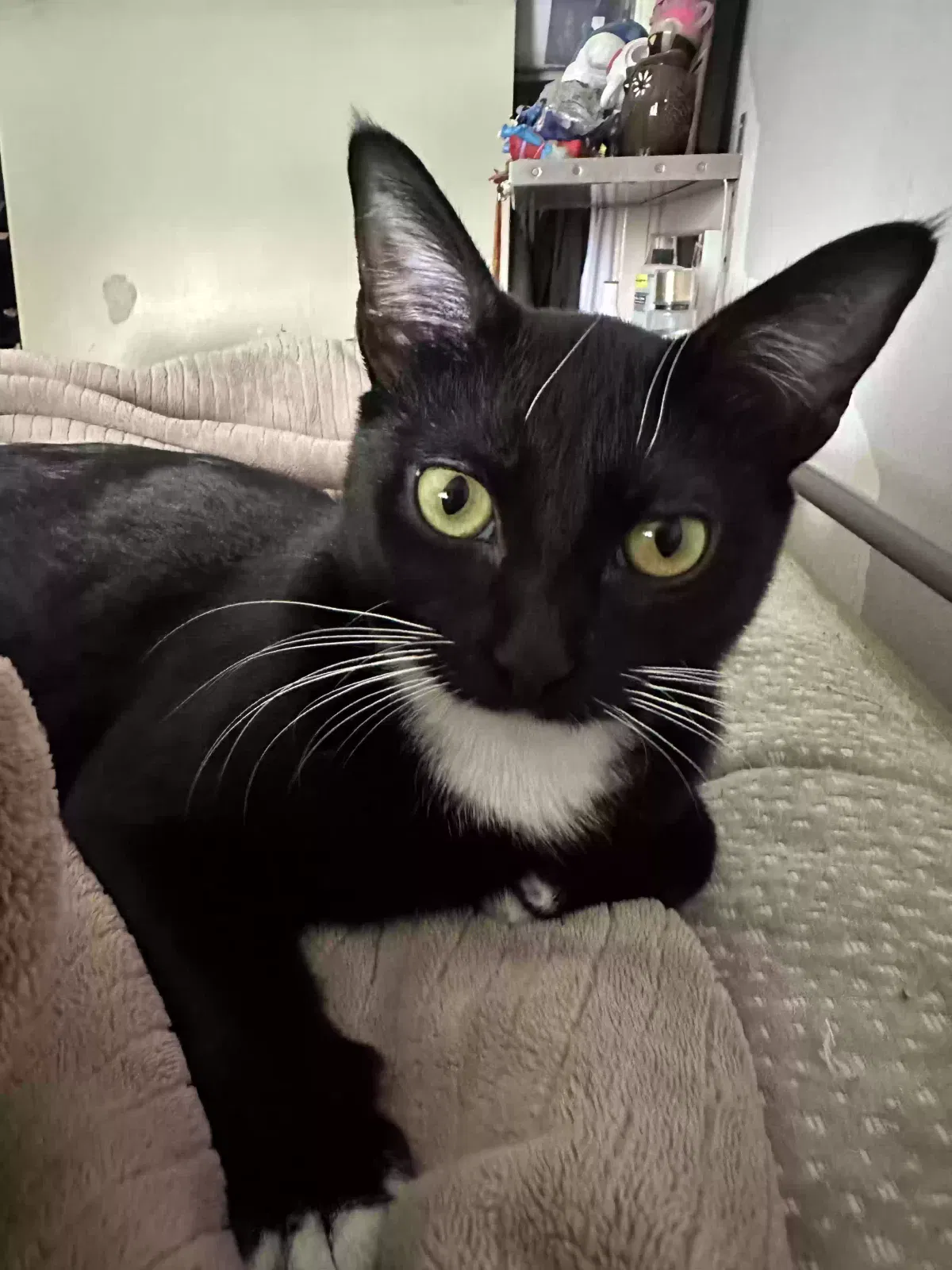 Lost cat in Los Angeles, CA, 90065