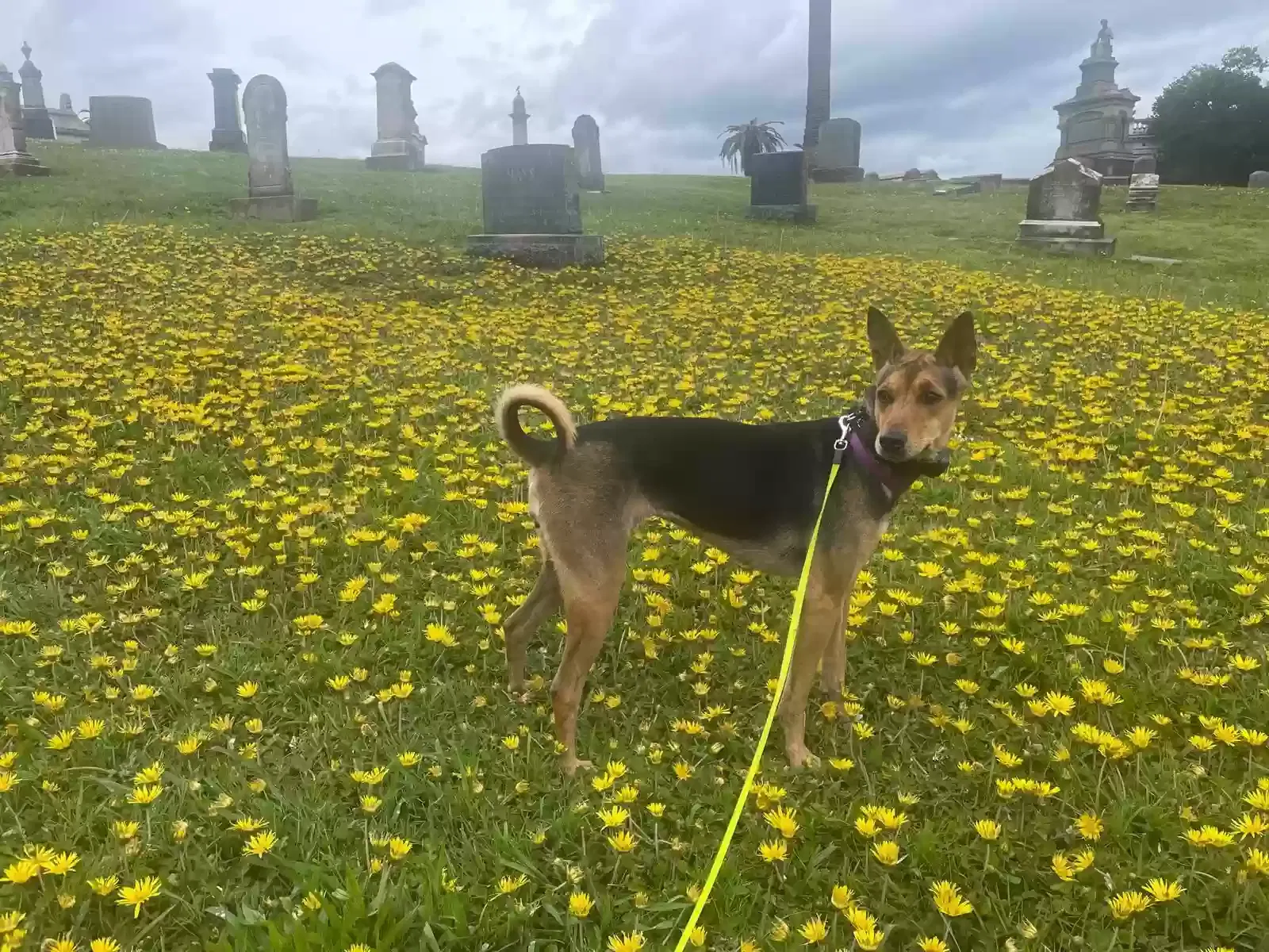Lost dog in Colfax, CA, 95713