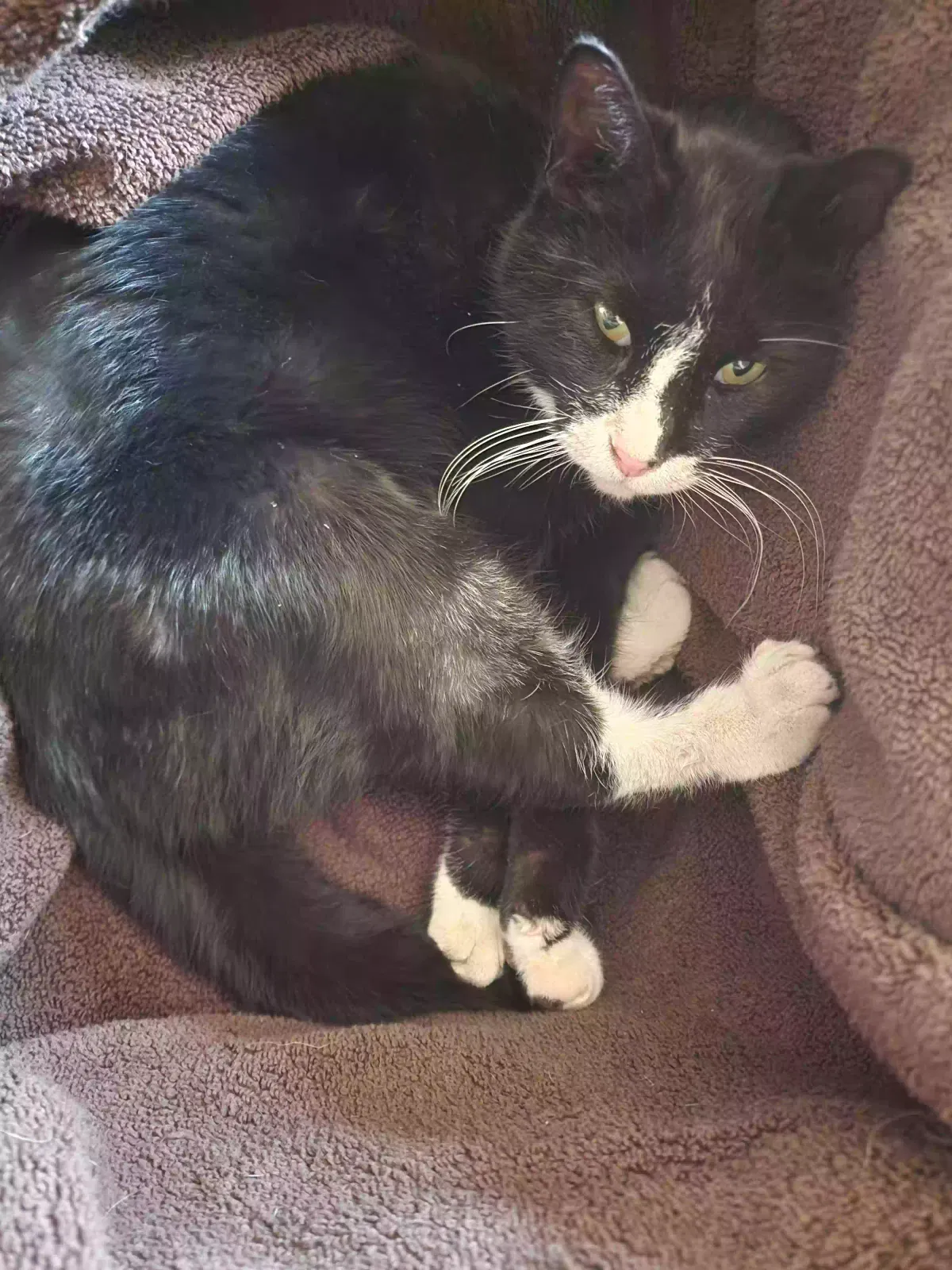 Found cat in Amarillo, TX, 79108