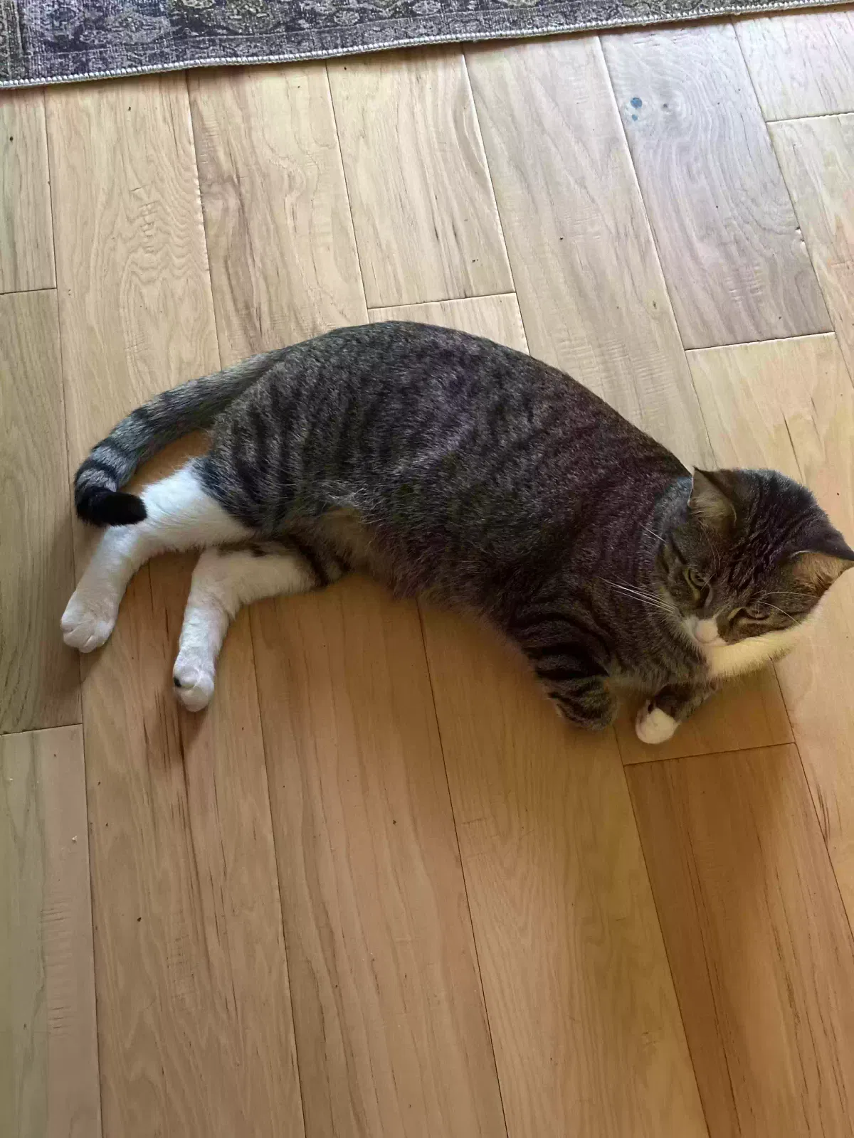 Lost cat in Denton, TX, 76207