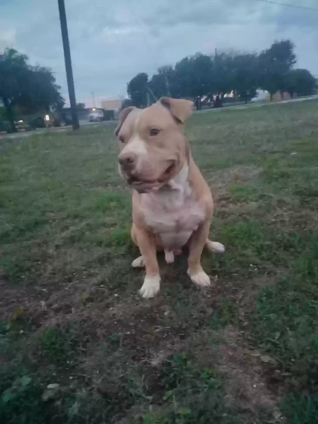 Lost dog in Georgetown, TX, 78626