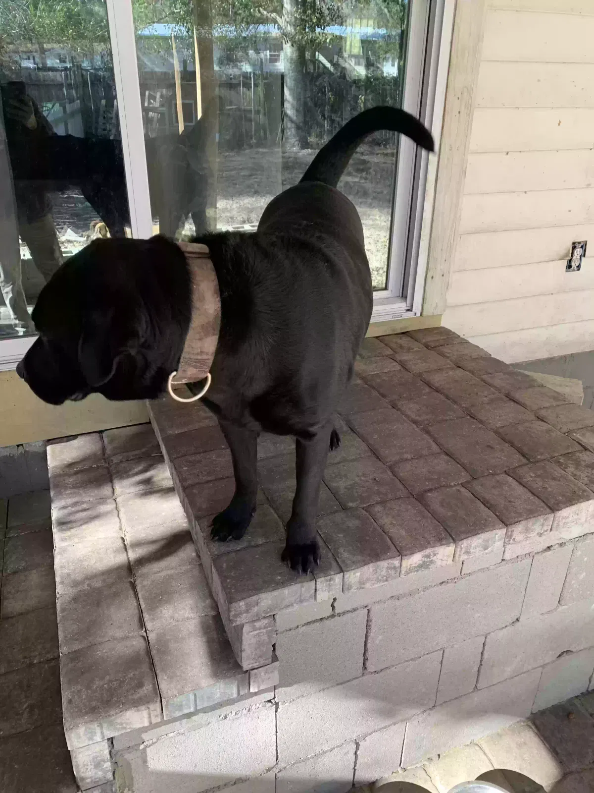 Lost dog in Bloomingdale, GA, 31302