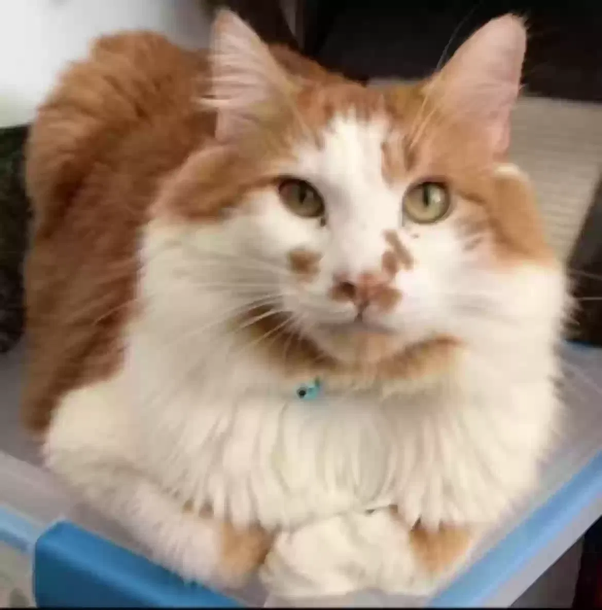 Lost cat in Gresham, OR, 97080