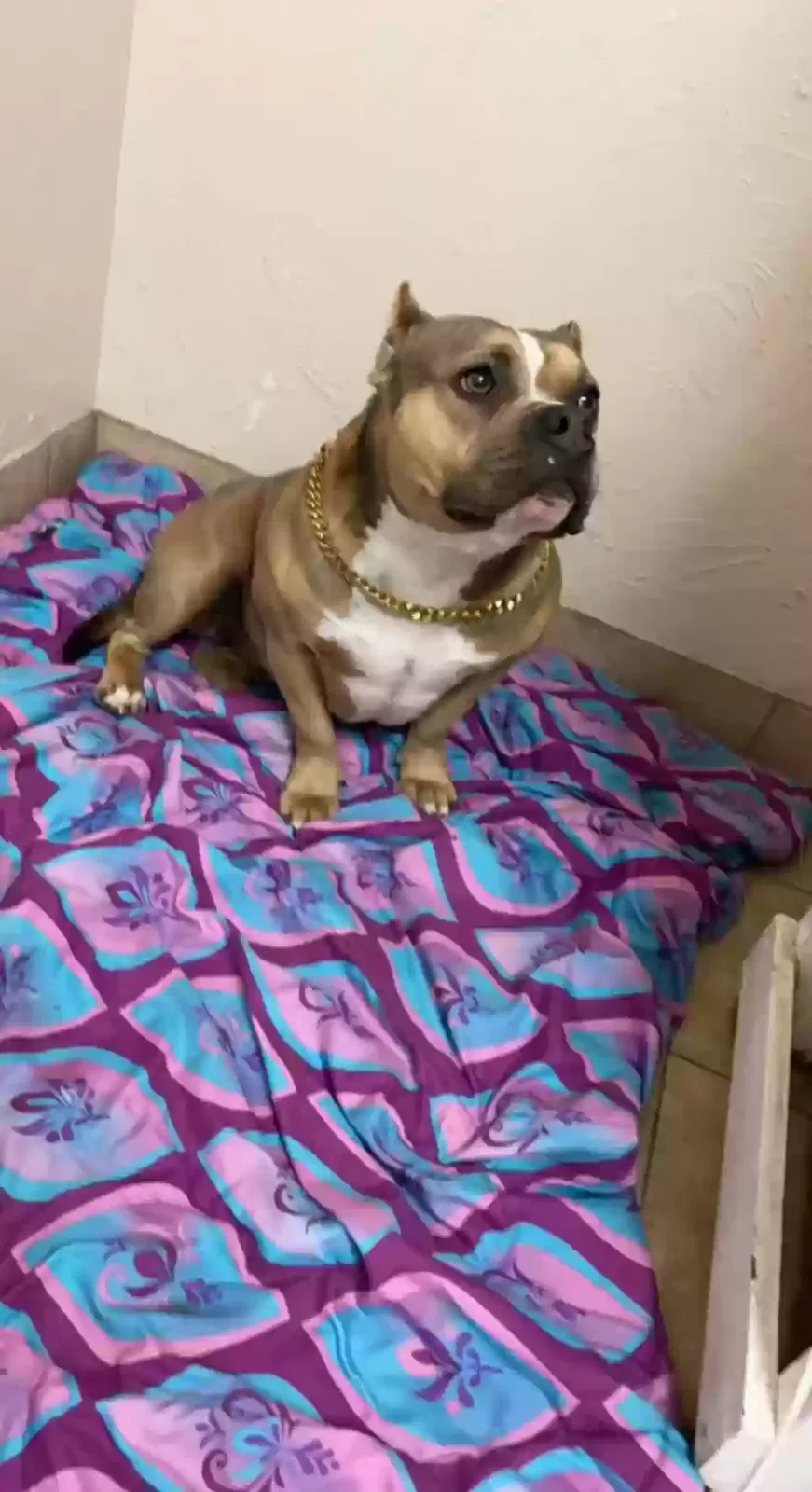 Lost dog in Oklahoma City, OK, 73115