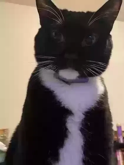 Lost cat in Summerville, SC, 29485