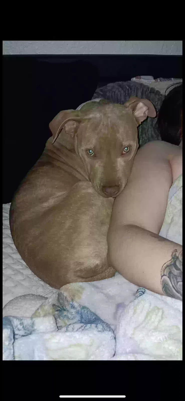 Lost dog in Broken Arrow, OK, 74011