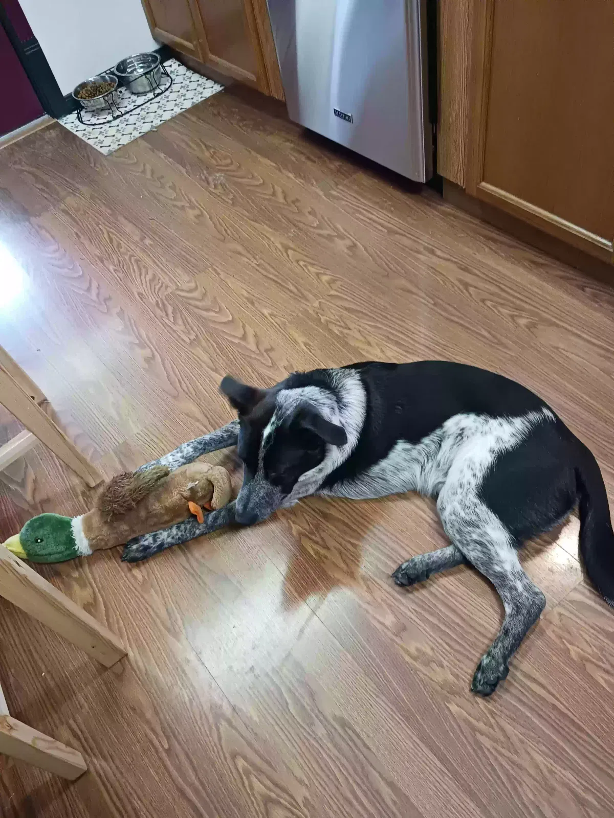 Lost dog in Kelso, WA, 98626