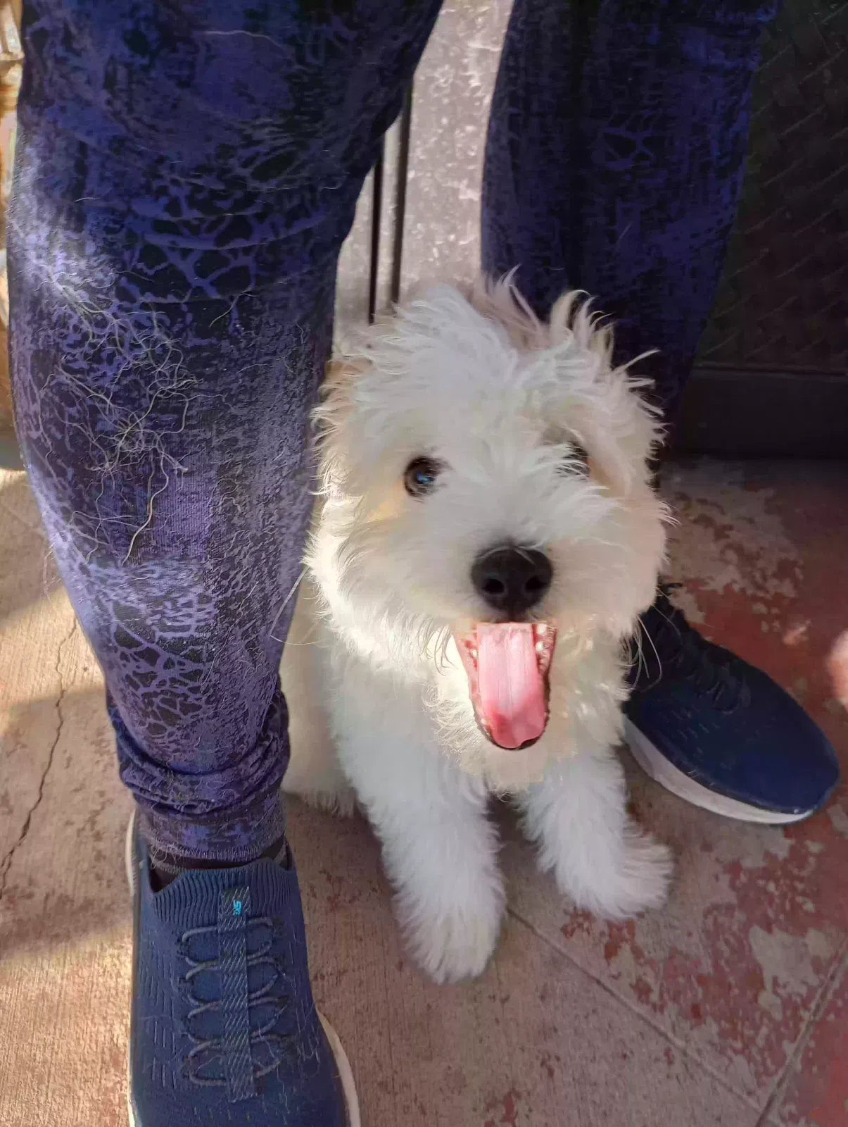 Lost dog in Irving, TX, 75038