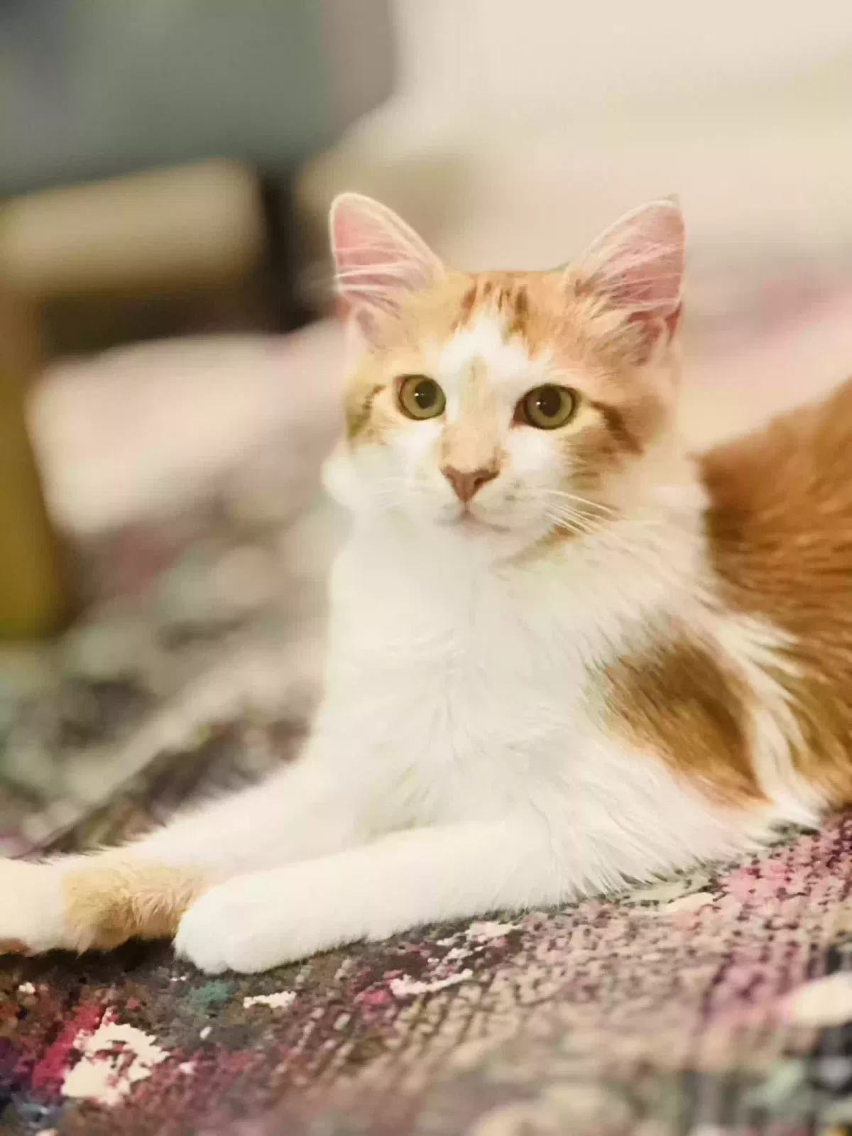 Lost cat in Woodbridge, VA, 22192