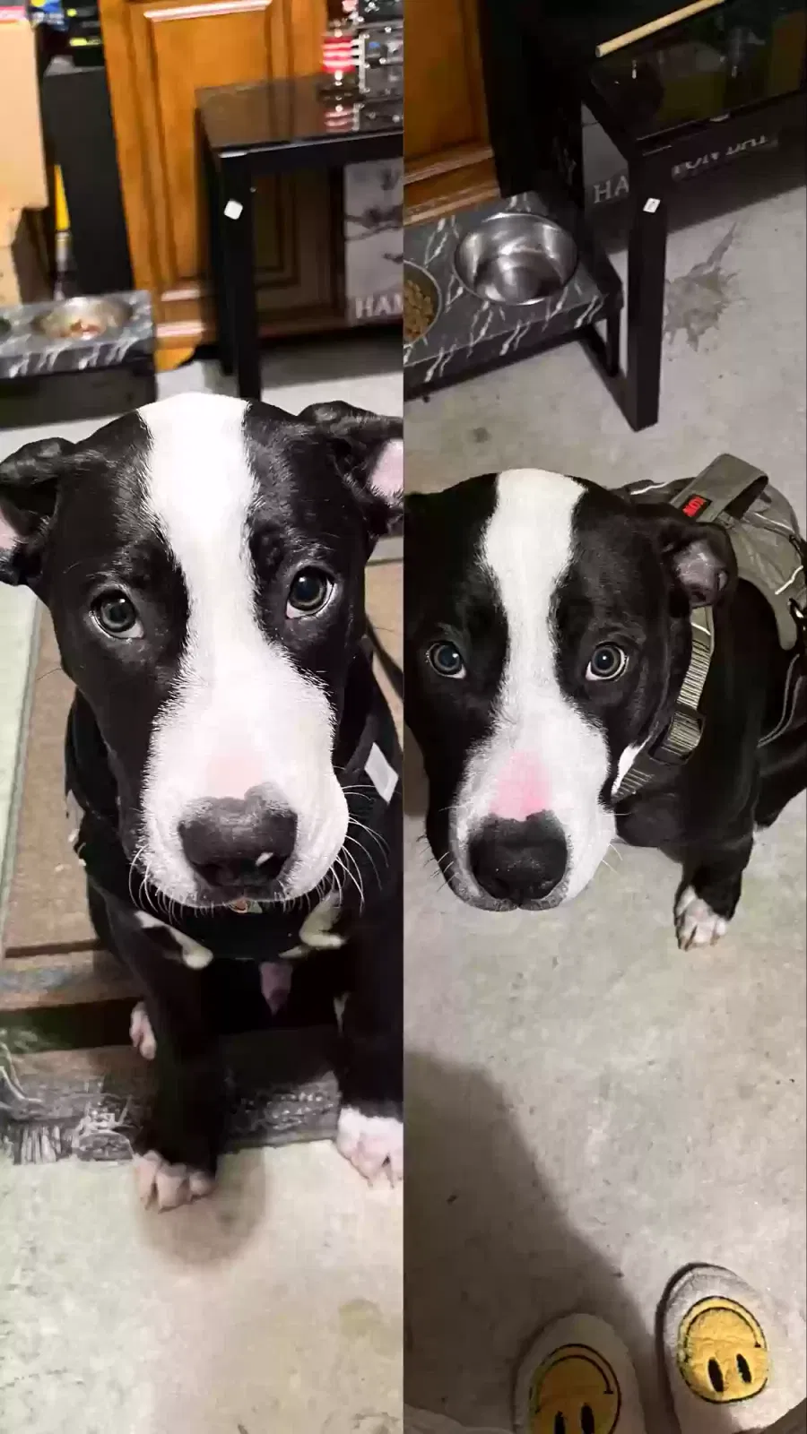 Lost dog in Hampton, GA, 30228