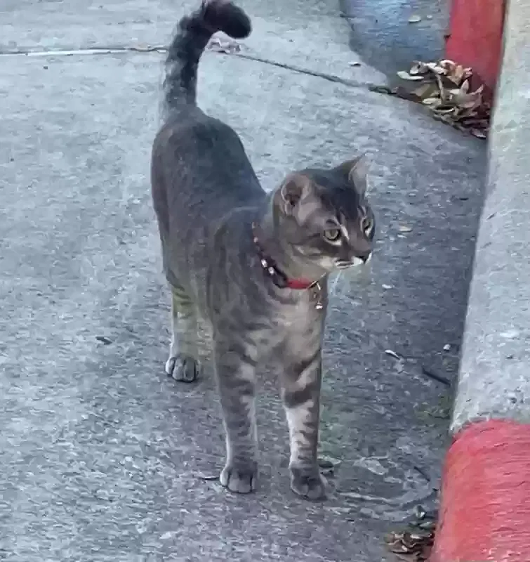 Lost cat in Austin, TX, 78745