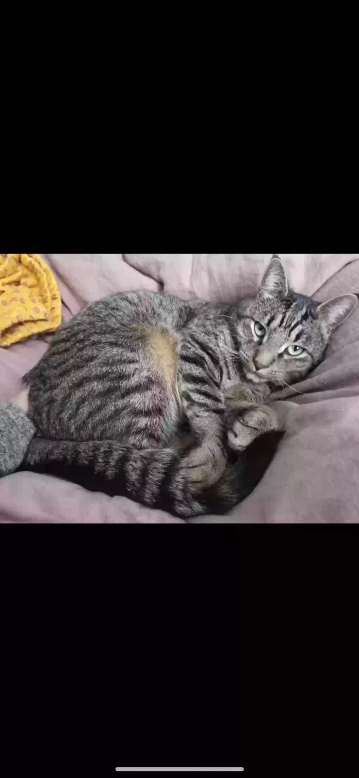 Lost cat in Portland, OR, 97266