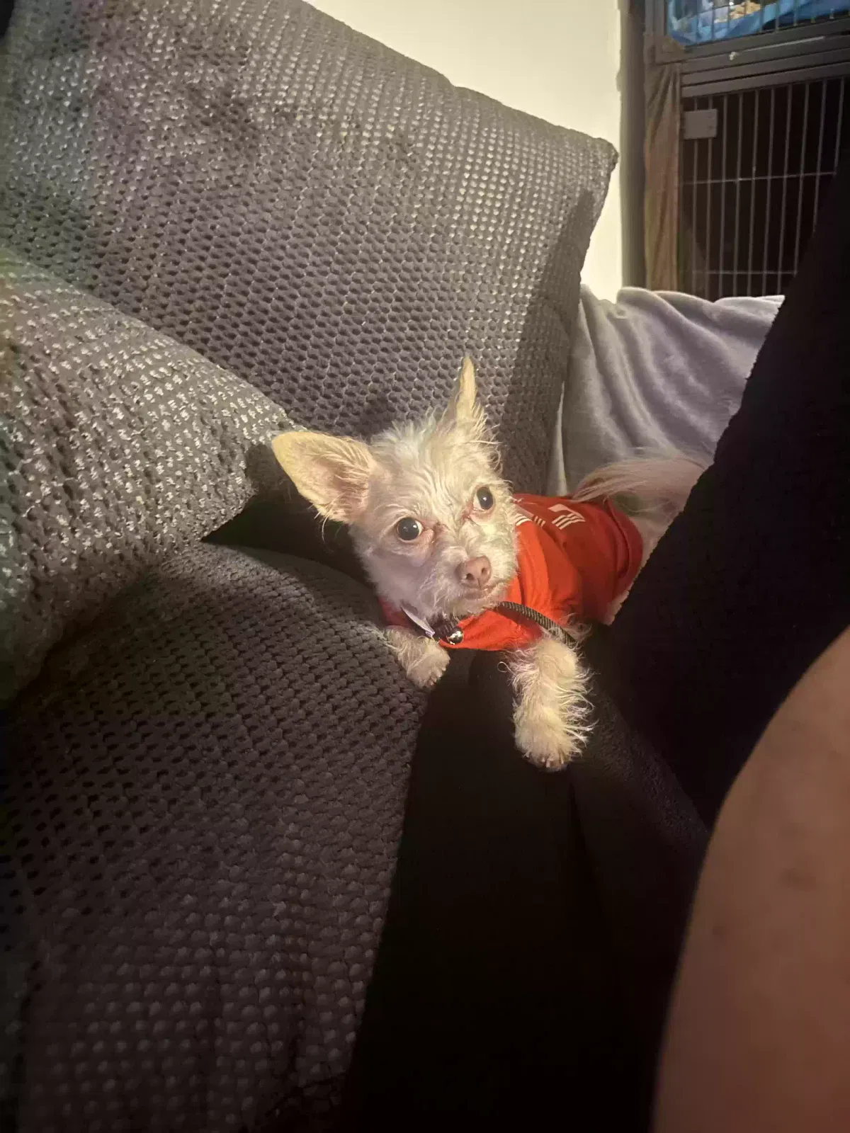 Lost dog in Los Angeles, CA, 90044