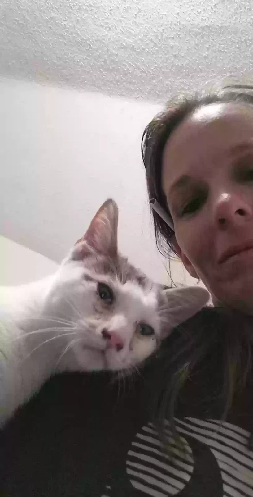 Lost cat in Battle Creek, MI, 49037