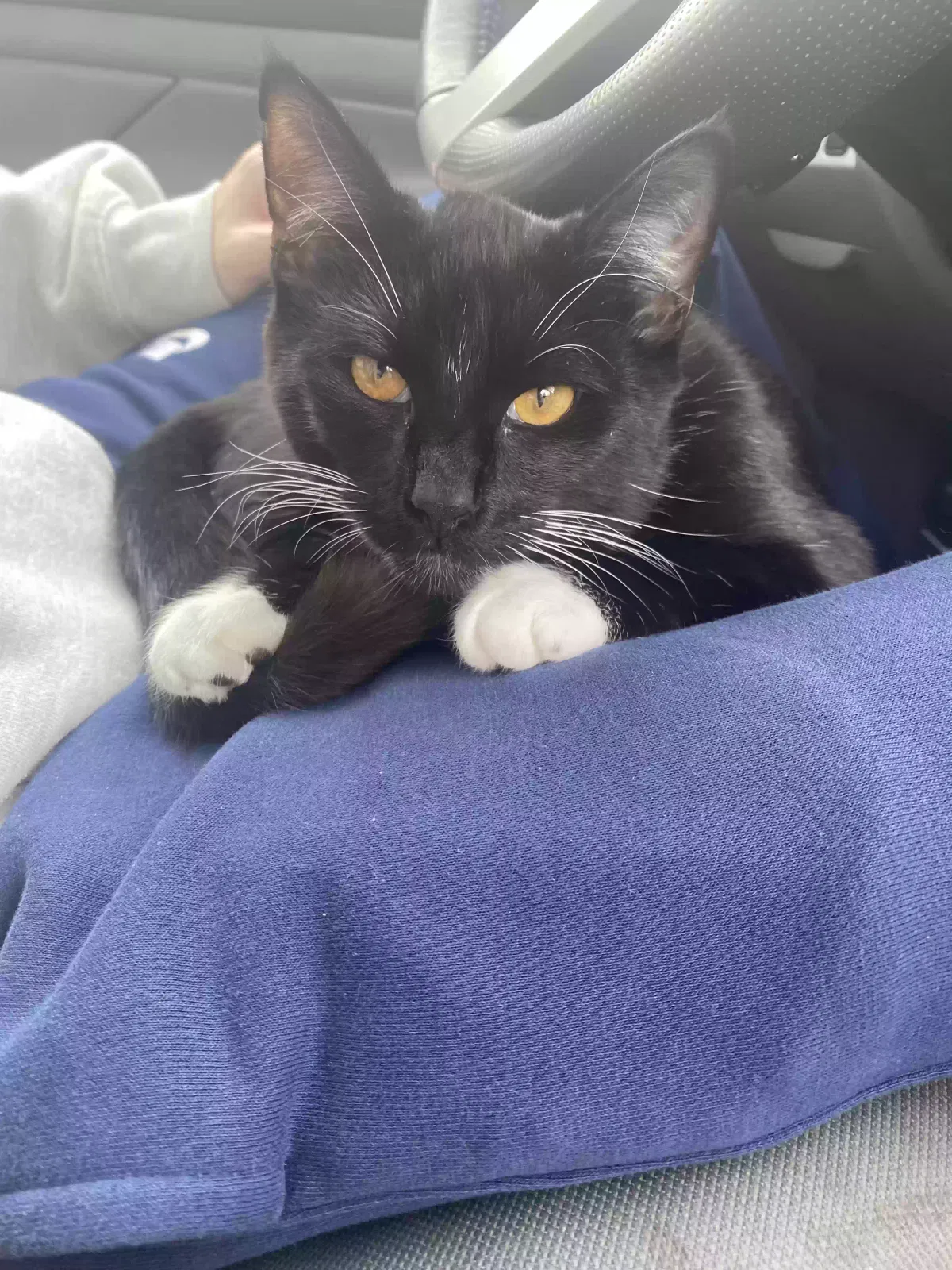 Lost cat in Charlotte, NC, 28212