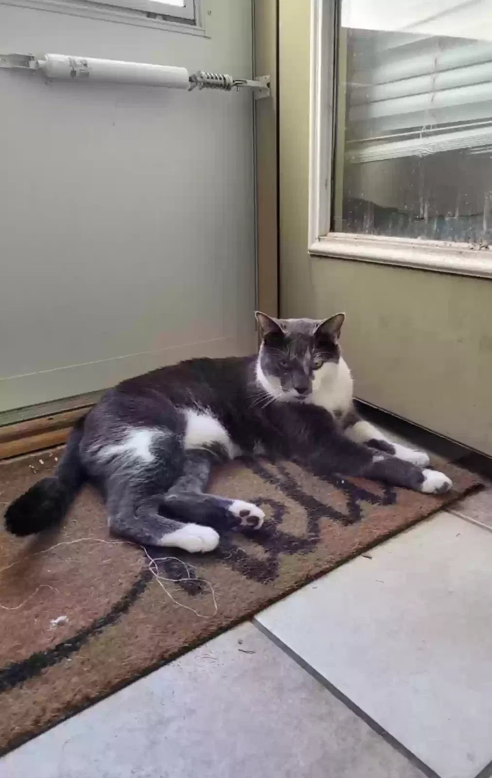 Lost cat in Wichita, KS, 67205
