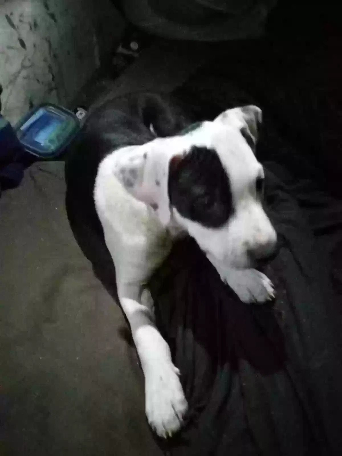 Lost dog in Lincolnton, NC, 28092