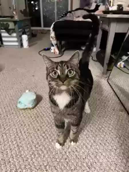 Lost cat in Morgantown, WV, 26505