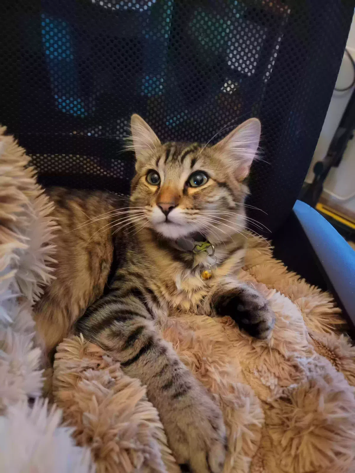 Lost cat in Phoenix, AZ, 85086